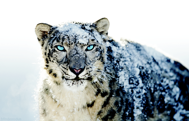 snowLeopard